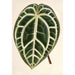 Reproduktion af maleriet Anthurium crystallinum - Charles Antoine Lemaire