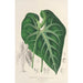 Anthurium leuconeurum - Charles Antoine Lemaire — visning af kunstværket