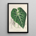 Anthurium leuconeurum - Charles Antoine Lemaire — indrammet kunstværk på væggen