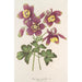 Aquilegia spectabilis - Charles Antoine Lemaire — visning af kunstværket