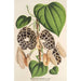 Aristolochia Duchartrei - Charles Antoine Lemaire — visning af kunstværket