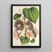 Aristolochia Duchartrei - Charles Antoine Lemaire — indrammet kunstværk på væggen