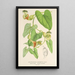 Reproduktion af maleriet Aristolochia barbata - Charles Antoine Lemaire