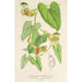 Reproduktion af maleriet Aristolochia barbata - Charles Antoine Lemaire