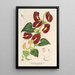 Reproduktion af maleriet Aristolochia floribunda - Charles Antoine Lemaire