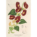 Reproduktion af maleriet Aristolochia floribunda - Charles Antoine Lemaire