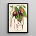 Reproduktion af maleriet Aristolochia tricaudata - Charles Antoine Lemaire