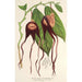 Reproduktion af maleriet Aristolochia tricaudata - Charles Antoine Lemaire