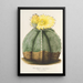Reproduktion af maleriet Astrophytum myriostigma - Charles Antoine Lemaire