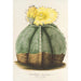 Reproduktion af maleriet Astrophytum myriostigma - Charles Antoine Lemaire
