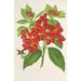 Reproduktion af maleriet Aucuba japonica Thunb i frugt - Charles Antoine Lemaire