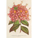 Azalée Bouquet de Flore Hort Versch - Charles Antoine Lemaire — visning af kunstværket