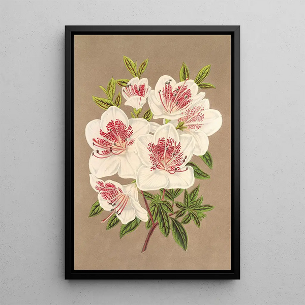Charles Antoine Lemaire - Azalea indica Reine des PaysBas.webp