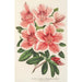 Reproduktion af maleriet Azalea indica hybrida Dieudonné Spae - Charles Antoine Lemaire