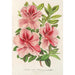 Reproduktion af maleriet Azalea indica hybrida Madame Verschaffelt - Charles Antoine Lemaire