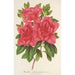 Azalea indica hybrida Madame Wagner - Charles Antoine Lemaire — visning af kunstværket
