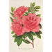 Azalea indica hybrida William Bull - Charles Antoine Lemaire — visning af kunstværket