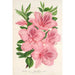 Azalea indica hybrida gigantiflora - Charles Antoine Lemaire — visning af kunstværket