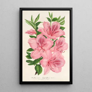 Charles Antoine Lemaire - Azalea indica hybrida gigantiflora.webp