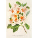 Azalea magnifica - Charles Antoine Lemaire — visning af kunstværket