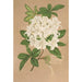 Reproduktion af maleriet Azalea sinensis var Albiflora - Charles Antoine Lemaire