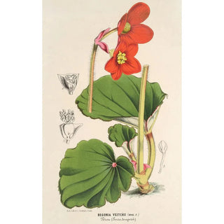 Charles Antoine Lemaire - Begonia Veitchii.webp