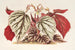 Begonia eximia - Charles Antoine Lemaire — visning af kunstværket