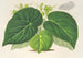 Begonia imperialis var. smaragdina - Charles Antoine Lemaire — visning af kunstværket