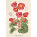Bégonia rosiflora - Charles Antoine Lemaire — visning af kunstværket