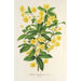 Berberis Hookerii - Charles Antoine Lemaire — visning af kunstværket