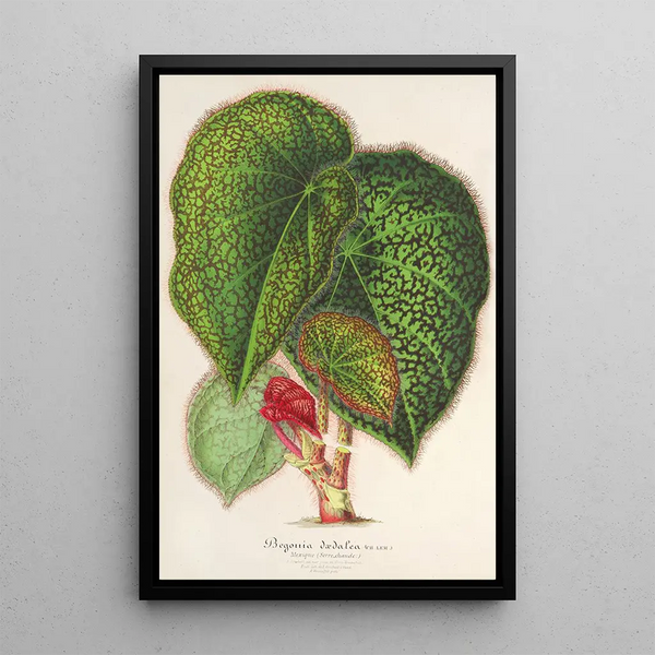 Charles Antoine Lemaire - Bgonia ddalea.webp