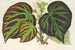 Bégonia Impérialis Type - Charles Antoine Lemaire — visning af kunstværket