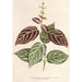 Reproduktion af maleriet Bignonia argyreoviolascens - Charles Antoine Lemaire