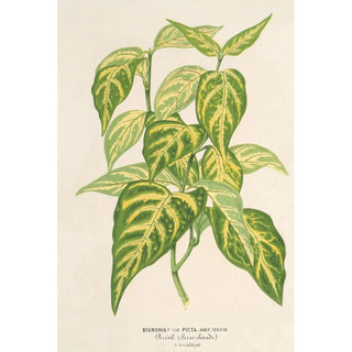 Charles Antoine Lemaire - Bignonia picta.webp