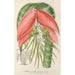 Reproduktion af maleriet Billbergia Baraquiniana - Charles Antoine Lemaire