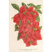 Bougainvillea spectabilis - Charles Antoine Lemaire — visning af kunstværket