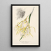 Reproduktion af maleriet Brassavola fragrans - Charles Antoine Lemaire