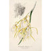 Reproduktion af maleriet Brassavola fragrans - Charles Antoine Lemaire