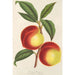Reproduktion af maleriet Brugnon Victoria - Charles Antoine Lemaire