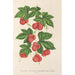 Reproduktion af maleriet Bryonopsis laciniata var erythrocarpa - Charles Antoine Lemaire