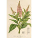 Buddleia curviflora - Charles Antoine Lemaire — visning af kunstværket