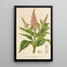 Buddleia curviflora - Charles Antoine Lemaire — indrammet kunstværk på væggen