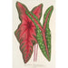 Caladium Baraquinii Troubetzkoy - Charles Antoine Lemaire — visning af kunstværket