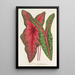 Caladium Baraquinii Troubetzkoy - Charles Antoine Lemaire — indrammet kunstværk på væggen