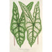 Caladium Belleymei - Charles Antoine Lemaire — visning af kunstværket