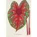 Reproduktion af maleriet Caladium Duc Adolphe de Nassau - Charles Antoine Lemaire