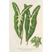 Caladium Lemaireanum - Charles Antoine Lemaire — visning af kunstværket