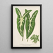 Caladium Lemaireanum - Charles Antoine Lemaire — indrammet kunstværk på væggen