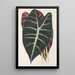 Reproduktion af maleriet Caladium Lowii - Charles Antoine Lemaire