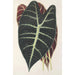 Reproduktion af maleriet Caladium Lowii - Charles Antoine Lemaire